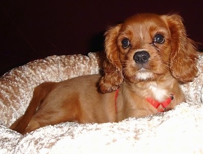 Lucky the Cavalier King Charles Spaniel puppy is sitting on a dog bed