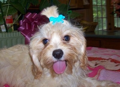 A Cavaton is laying on a bed with a maroon ribbon and a teal blue barrette in its hair