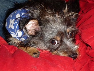 Razz the Cheeks is laying on someone's lap and on top of a red blanket. Razz is wearing a blue and white bandana