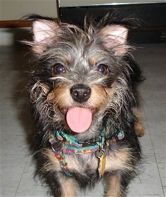 Close up - A black with tan Cheeks is standing on a tiled floor and it is looking forward. Its tongue is sticking out. It has small perk ears that are both standing up and longer wiry looking hair on its face.