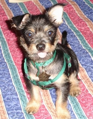 Razz the Cheeks Puppy is sitting on a colorful blanket with its mouth open and tongue out