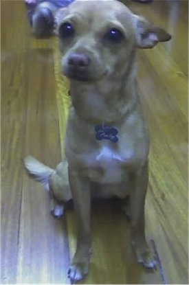 Amity the Chigi sitting on a hardwood floor and looking at the camera holder