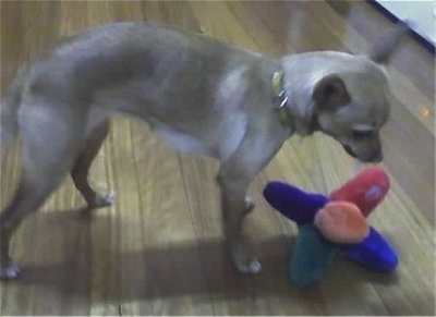 Amity the Chigi standing on a hardwood floor and a plush toy is in front of her