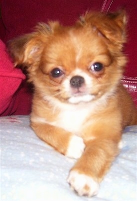 Close Up - Kippy the Chin-wa puppy is laying on a pillow that is in front of a red purse and a red blanket