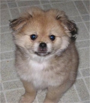 Liddy the Chineranian puppy sitting on a tiled floor and looking at the camera