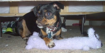 Bruiser Doo the Chin-wa is laying under a bed and has his paw over a long white fluffy plush toy. There is a tennis ball and some other items under the bed.