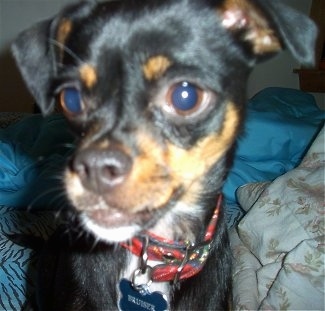 Close Up head shot - Bruiser Doo the Chin-wa is standing on a bed and looking out of the corner of his eye into a camera