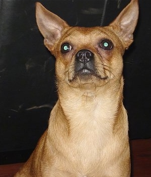 Close Up - Bruno the tan Chipin is sitting on a surface in front of a couch