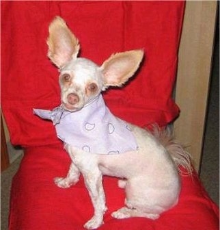 Tuffy the Chipoo is wearing a light purple bandana. He is sitting on a red chair and looking to the camera holder. His ears are very large and sticking up.