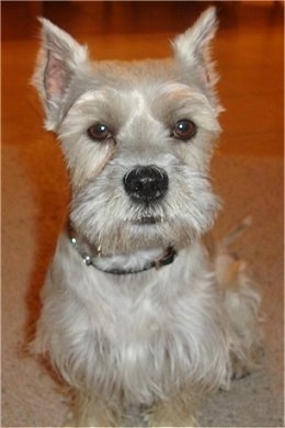 Close up front view - A silver Chonzeris sitting on a carpet and it is looking forward. Its ears are cropped to a point standing straight up. It has longer hair on its chest, belly and face.