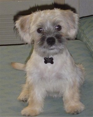 Close Up - Luigi the tan with black Chonzer puppy is sitting on a couch and looking at the camera holder. He has a black bone tag hanging off of his collar.