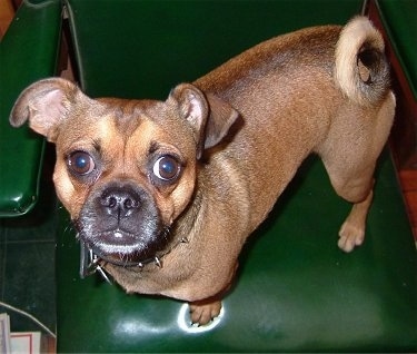 A tan with black Chug is standing on a shiny green leather chair looking up at the camera holder