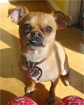 Close Up - Monster the tan Chug is sitting on a hardwood floor in front of his owner who is wearing red pants