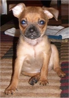 Monster the tan with black Chug puppy is sitting on a rug with  bone toys and a towel in the background.