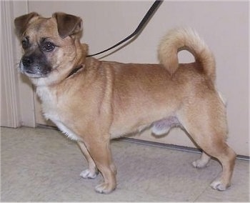 Tank the tan and black Chug is standing on a tiled floor in front of a door and looking to the left