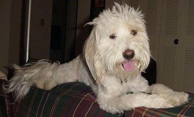 Ollie the longhaired white Cock-A-Chon is sitting on the back of a couch