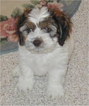 Toby the white, tan and black Cock-a-Chon puppy is sitting on top of a rug and looking up at the camera holder