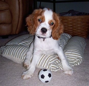 Cooper, the Cockalier (Cavalier King Charles Spaniel / Cocker Spaniel hybrid) puppy at 3 months old