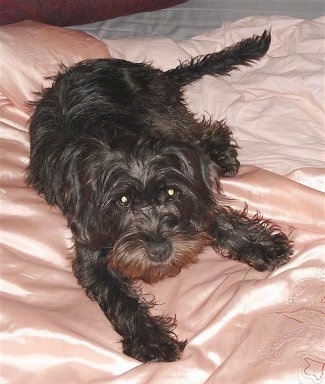 A wavy coated black Schnocker dog is laying on a person's bed that is covered in a shiny peach blanket.