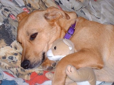 Heidi the Corgidor is laying on a blanket that has dogs printed all over it. She has her front paws around a stuffed toy