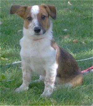 Pluto the tan, white, black with tan ticking Corgidor puppy is sitting outside. His left ear is standing part way up. The right ear is hanging down.