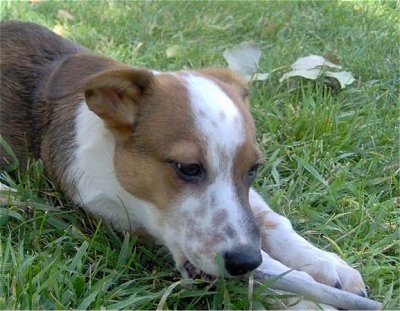 Close Up - Pluto the brown, black and white with tan ticking Corgidor puppy is laying outside in grass and chewing on a stick