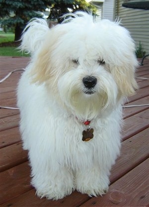 Sultan the white Coton De Tulear is standing on a red wooden deck. Both of Sultans eyes are covered by hair