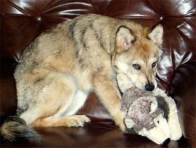 Kaweah the Coydog puppy is sitting on a brown leather couch and he has a plush toy in his mouth