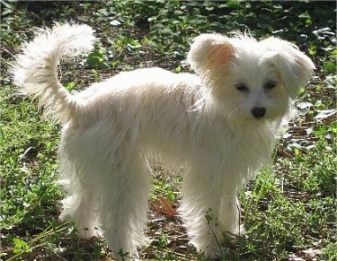 Suki the white Crestepoo Puppy is standing outside and looking towards the camera holder