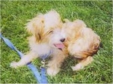 Rocky Angelo the Crustie puppy is laying down outside in the grass while hooked to a blue leash and looking to the right