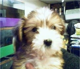 Close Up - Rocky Angelo the Crustie Puppy being held in the air by a person and looking at the camera