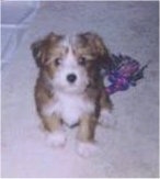 Rocky Angelo the Crustie Puppy is sitting on a carpeted floor with a purple and violet toy behind him