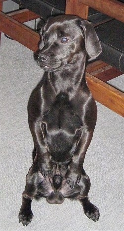 Astro the black Daug is sitting on its hind legs and there is a wooden chair behind it