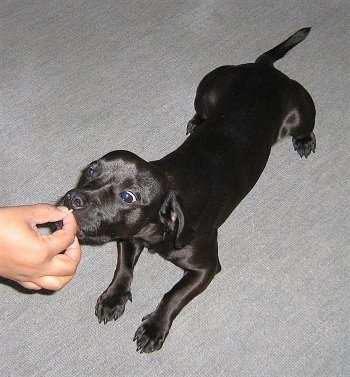 Astro the black Daug is laying on a carpet and being fed a treat by a human hand