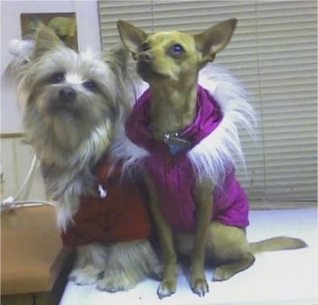 Khayman the Sikese dog and Amity the Chigi dog are sitting on a countertop wearing a purple and a red coat with white fur around the necks. 