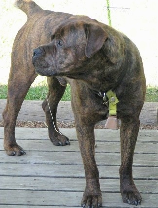 Waylon the Bullmastiff/Rottweiler mix is turning his head to the left and swinging a line of a couple feet of drool around