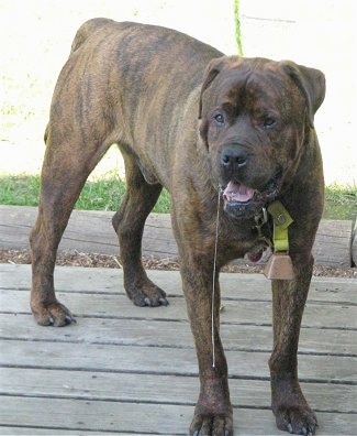 Waylon the Bullmastiff/Rottweiler Mix is standing on a wooden deck and there is about a 2 foot line of drool coming out of its mouth