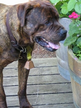 Waylon the Bullmastiff/Rottweiler Mix is standing on a wooden deck and next to two barrels with flowers in them. A line of drool is hanging from his mouth almost down to the ground