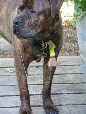 Waylon the Bullmastiff/Rottweiler Mix is standing on a wooden deck and next to a barrel with flowers in it. A long piece of drool is hanging from his mouth down almost touching the ground.