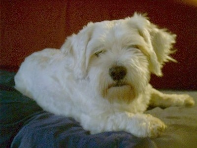 Sasha, the Daisy Dog (Bichon / Shih Tzu / Poodle mix) at 8 years old.