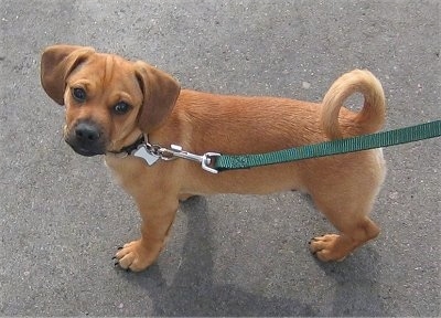 Sam the tan Daug is standing on a black top and looking back while on a green leash