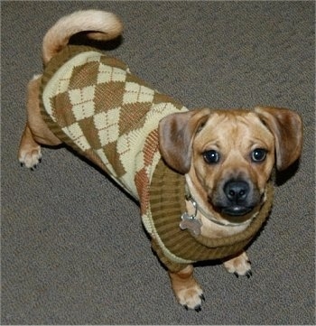 Sam the tan with black Daug is wearing a green and tan sweater and standing on a carpet