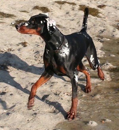Gaya the black and tan Doberman Pinscher is standing on a beach near a bunch of water with sand all over its body.