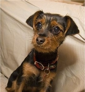 Close Up - Lucy the black and tan Dorkie puppy is wearing a red collar and sitting in front of a tan couch on a tan carpet.