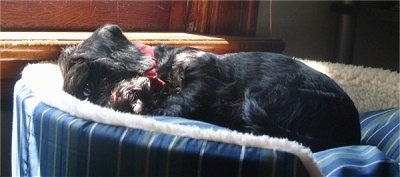 Bailey the Doxie Scot is sleeping in a blue dog bed