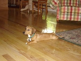 Oscar the Doxle Puppy is laying on a hardwood floor. One front paw is against his body and the other paw is extended out. There is a red, green and white plaid couch and a table and chairs behind him