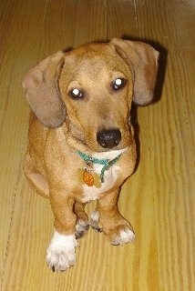 Close Up - Oscar the Doxle tan and white puppy is wearing a green colla sitting on a hardwood floor and looking up