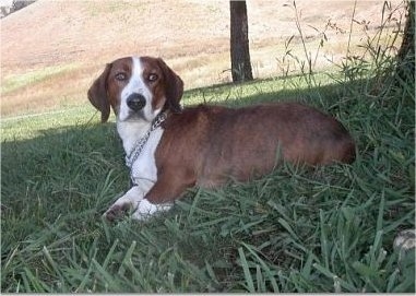 Hunter the brown brindle and white Drever laying in the shade outside under a tree.