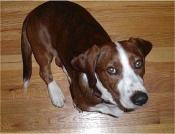 Hunter the brown brindle and white Drever standing on a hardwood floor looking up.