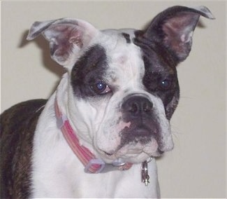 Close Up - Chloe the large-eared brown brindle and white English Boston-Bulldog is sitting in front of a wall and looking forward